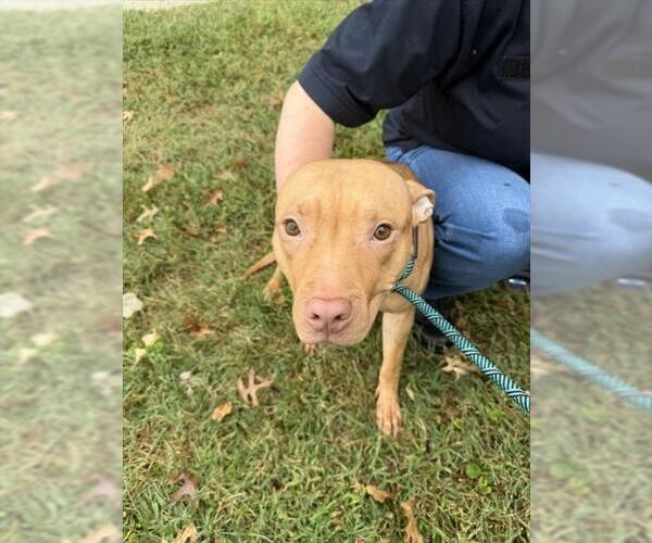 Medium Photo #1 American Pit Bull Terrier Puppy For Sale in Derwood, MD, USA