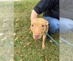 *EUNICE - Female American Pit Bull Terrier Dog for Adoption - Small photo