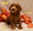 Small Photo #3 Australian Labradoodle Puppy For Sale in ANDOVER, MN, USA