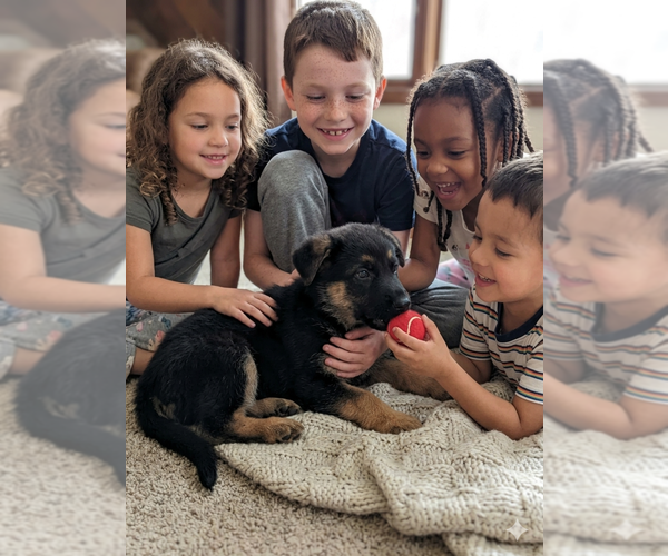 Medium Photo #5 German Shepherd Dog Puppy For Sale in FORDLAND, MO, USA