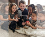 Small #4 German Shepherd Dog