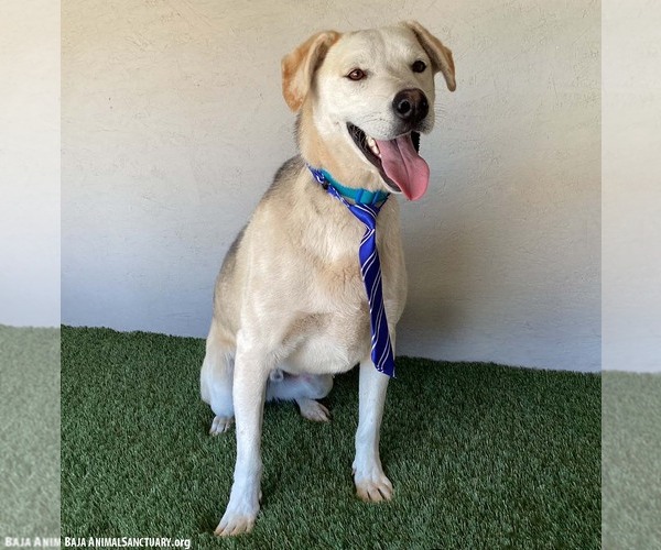 Medium Photo #4 Siberian Husky-Unknown Mix Puppy For Sale in San Diego, CA, USA