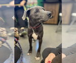 Small #9 American Pit Bull Terrier Mix