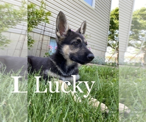 Medium Photo #1 German Shepherd Dog Puppy For Sale in MONTGOMERY, IN, USA