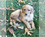 Small Photo #10 Goldendoodle Puppy For Sale in HARRISONBURG, VA, USA