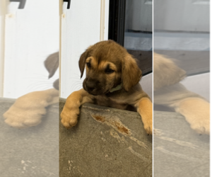 Labrador Retriever-Unknown Mix Dogs for adoption in Holly Springs, NC, USA