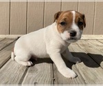 Puppy Male 2 Parson Russell Terrier