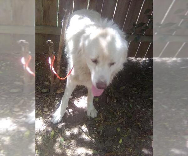Medium Photo #4 Great Pyrenees Puppy For Sale in Spring, TX, USA