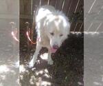 Small #3 Great Pyrenees