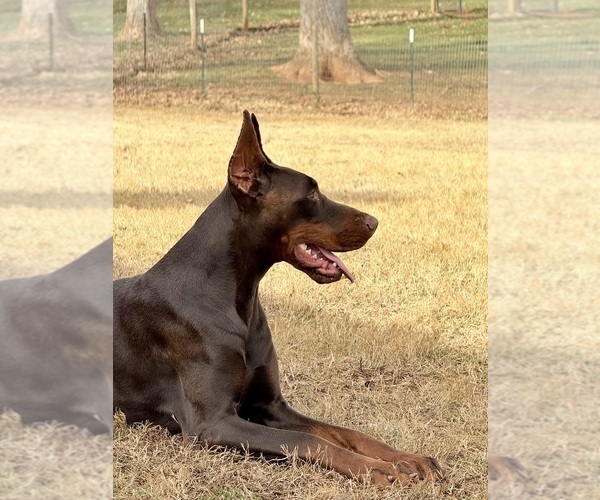 Medium Photo #8 Doberman Pinscher Puppy For Sale in NEWTON, NC, USA