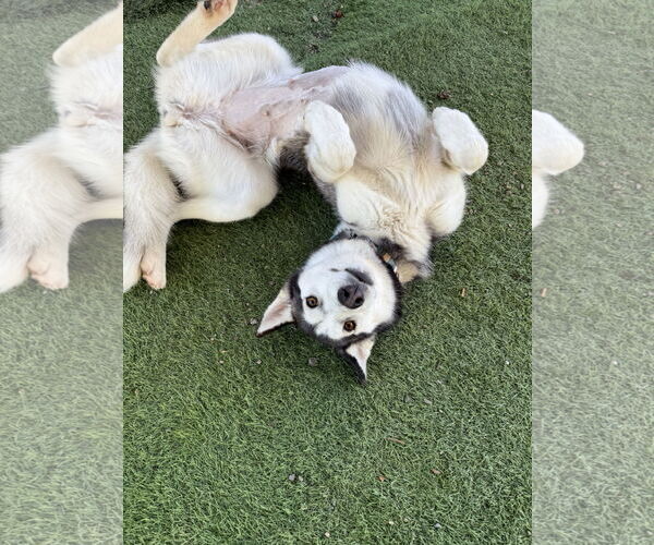 Medium Photo #3 - Mix Puppy For Sale in San Diego, CA, USA