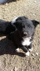 Border Collie Puppy for sale in ORLANDO, OK, USA