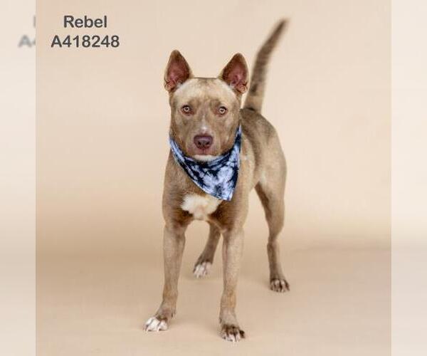 Medium Photo #2 American Pit Bull Terrier-Unknown Mix Puppy For Sale in Conroe, TX, USA