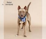 Small #1 American Pit Bull Terrier Mix