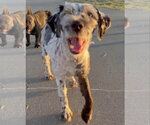 Small #2 Mutt