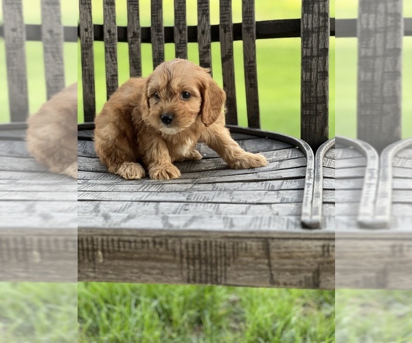 Medium Photo #2 Cavapoo (Miniature) Puppy For Sale in DUNDEE, OH, USA