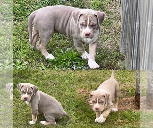 American Bully Puppy for sale in EUFAULA, AL, USA