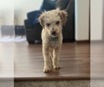 Small #2 Poodle (Toy) Mix