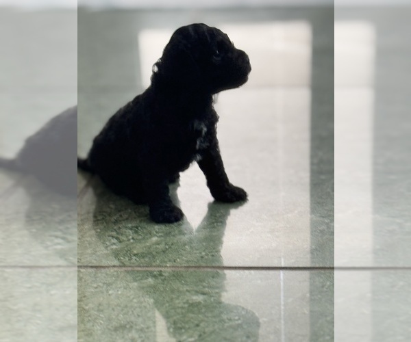 Medium Photo #55 Cavapoo-Poodle (Toy) Mix Puppy For Sale in PENSACOLA, FL, USA