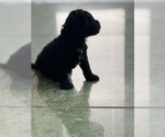 Small Photo #55 Cavapoo-Poodle (Toy) Mix Puppy For Sale in PENSACOLA, FL, USA