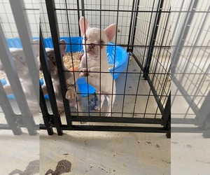 French Bulldog Puppy for sale in GLENWOOD, IL, USA