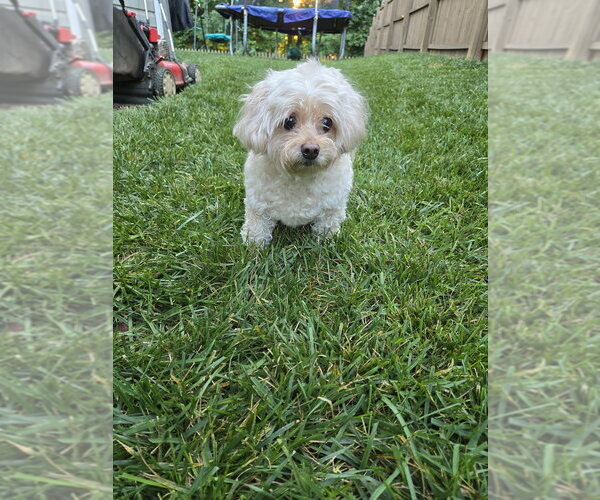 Medium Photo #2 Mutt Puppy For Sale in Mooresville, NC, USA