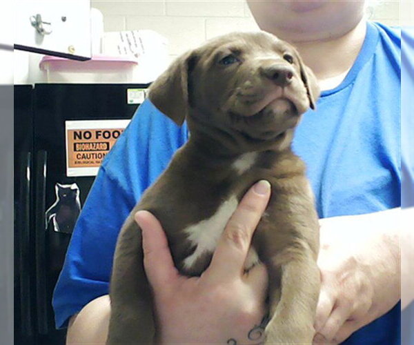 Medium Photo #1 Mutt Puppy For Sale in Fayetteville, NC, USA