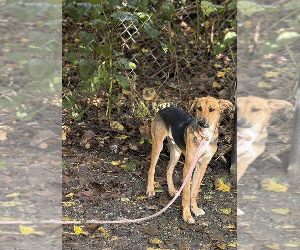 Medium Photo #1 Mutt Puppy For Sale in Elmsford, NY, USA