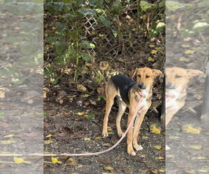 Mutt Dogs for adoption in Elmsford, NY, USA