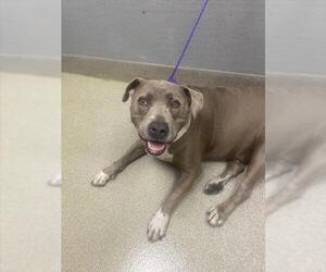 Mutt Dogs for adoption in Las Vegas, NV, USA