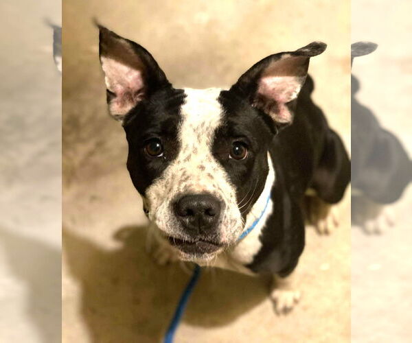 Medium Photo #6 Mutt Puppy For Sale in Rockville, MD, USA