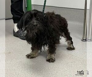 Frosty - Male Aussiedoodle Miniature  Dog for Adoption