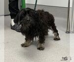 Frosty - Male Aussiedoodle Miniature  Dog for Adoption - Small photo