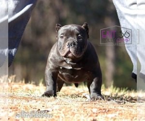 American Bully Puppy for sale in COVINGTON, GA, USA