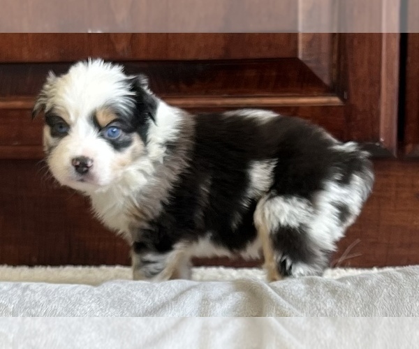 Medium Photo #17 Miniature Australian Shepherd Puppy For Sale in ARDMORE, OK, USA