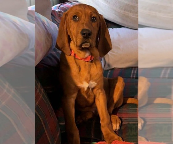 Medium Photo #3 Coonhound-Unknown Mix Puppy For Sale in Duluth, MN, USA