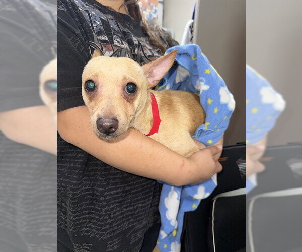 Medium Photo #1 Chihuahua-Unknown Mix Puppy For Sale in Pasadena, TX, USA