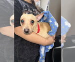 Small Chihuahua Mix