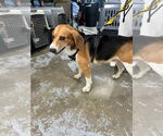 Small #1 Beagle
