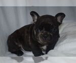 Small Photo #2 French Bulldog Puppy For Sale in LEXINGTON, KY, USA