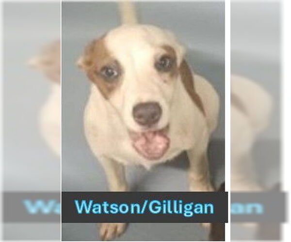 Medium Photo #1 Mutt Puppy For Sale in Sheboygan, WI, USA