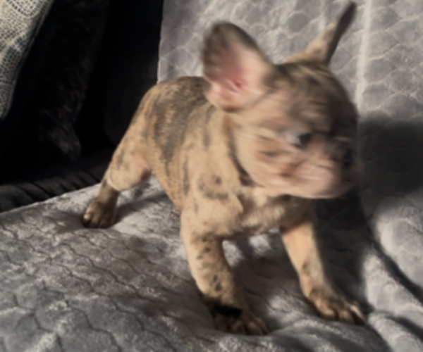 Medium Photo #9 French Bulldog Puppy For Sale in ANTIOCH, CA, USA