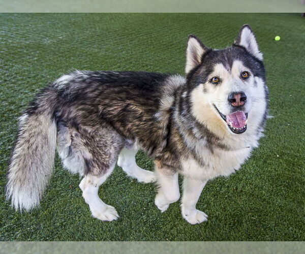 Medium Photo #3 Siberian Husky Puppy For Sale in Pasadena, CA, USA