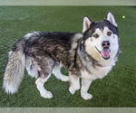 Small #2 Siberian Husky