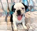 Puppy Jade Pug