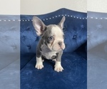 Small Photo #20 French Bulldog Puppy For Sale in CHOCTAW, OK, USA