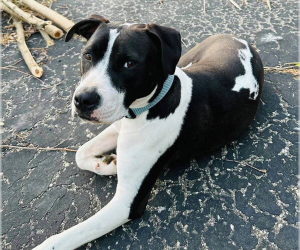 Medium Photo #3 American Pit Bull Terrier-Unknown Mix Puppy For Sale in Germantown, OH, USA