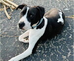 Small #2 American Pit Bull Terrier Mix