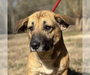 Basset Hound-Unknown Mix Dogs for adoption in Yardley, PA, USA