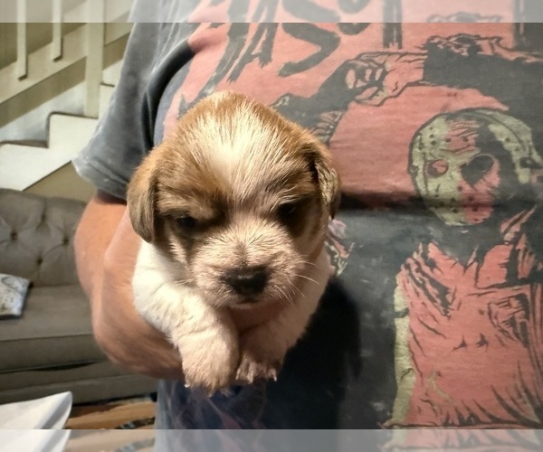 Medium Photo #5 Schweenie Puppy For Sale in DOTHAN, AL, USA